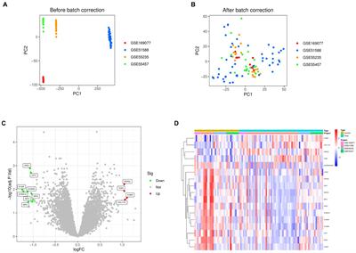 Revealing the impact of TOX3 on osteoarthritis: insights from bioinformatics